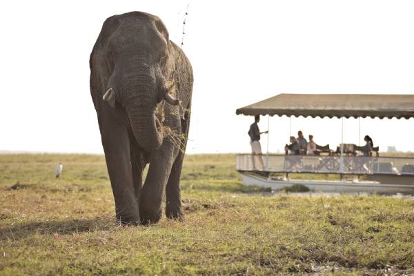 botswana-chobe-nationalpark-andbeyond-chobe-under-canvas-bootsafari-tierbeobachtung-2