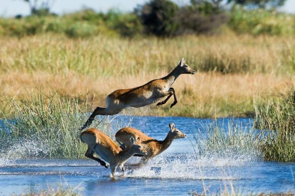 botswana-linyanti-dumatau-camp-böcke