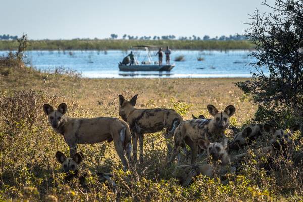 botswana-linyanti-dumatau-camp-safari-wildhunde