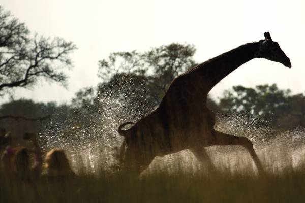 botswana-okavango-delta-belmond-eagle-island-lodge-giraffe