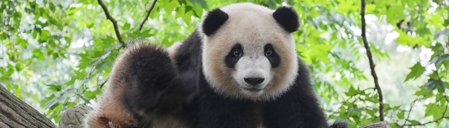 china-chengdu-pand-bruce-hong-1o8VV8yOw40-unsplash (1)