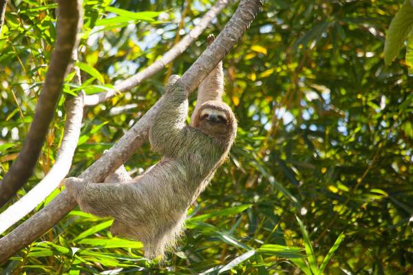costa-rica-arenas-del-mar-beachfront-and-rainforest-resort-mitten-in-der-natur-faultier