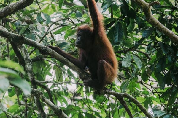 auf einer individuellen Sumatra Rundreise kann man mit etwas Glück viele Orang-Utans sehen