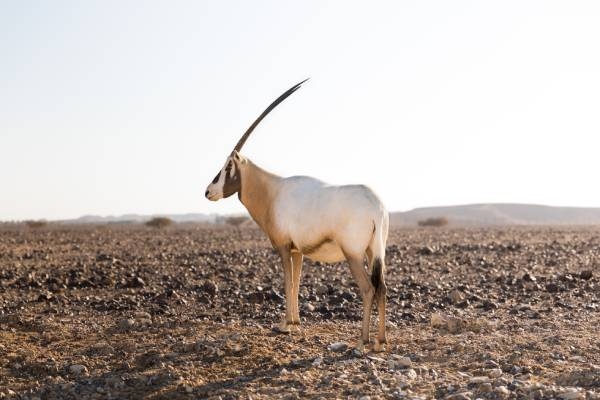 auf einer Israel Rundreise kann man in der Negev-Wüste Oryx sehen