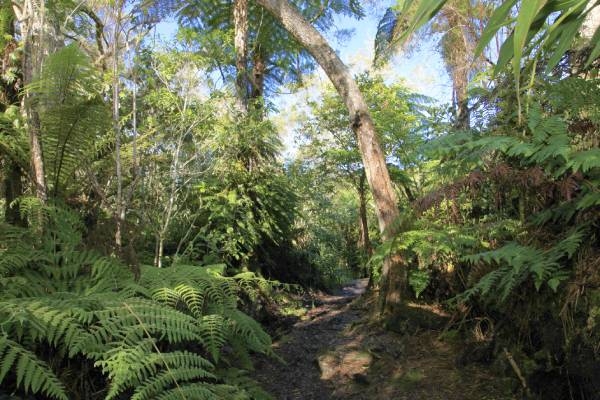 La Réunion Wanderreise sieht man grüne Vegetation