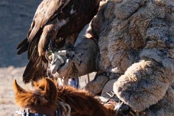 auf einer individuellen Mongolei Rundreise kann man Adlerjäger bewundern