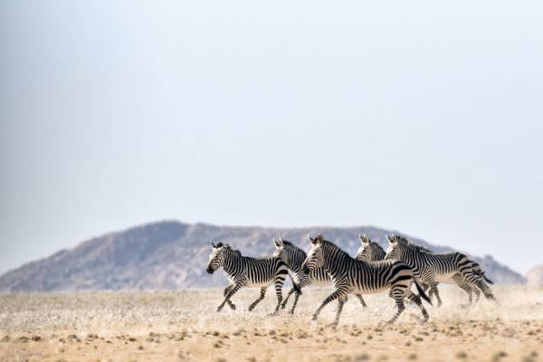 namibia-andBeyond-sossusvlei-Desert-Drive-Hartmann-s-zebra