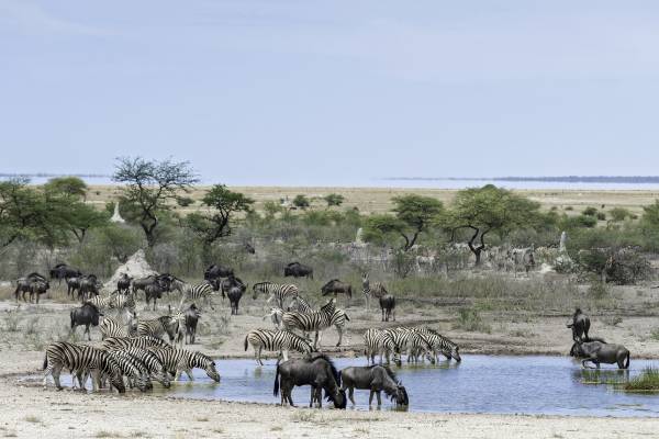namibia-onguma-the-fort-wasserstelle