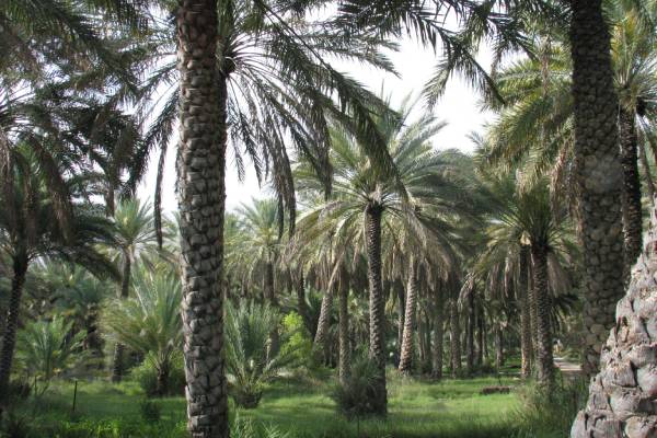 oman-dattelpalmenoase-sandra-flettner