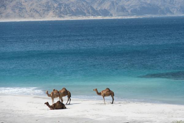 oman-salalah-kamele-am-strand-sandra-flettner während einer Salalah Reise kann man Kamele an einsamen Stränden sehen