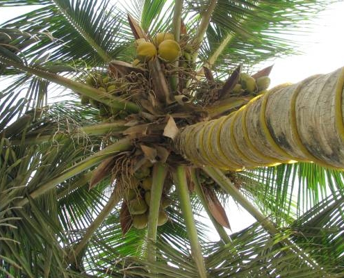 auf einer Salalah Reise kann man in tropisches Idylll genießen