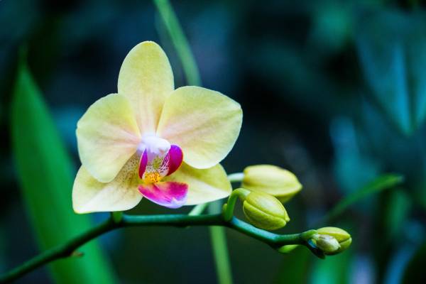 orchid-1797651_1920