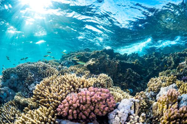 saudi-arabien-korallenriff_Red Sea Global (1) wunderschöne Korallenriffe kann man bei einem Saudi-Arabien Strandurlaub erleben