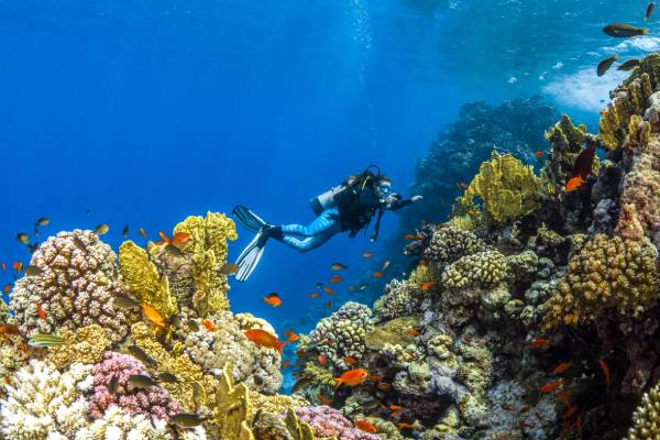 saudi-arabien-rotes-meer-unterwasserwelt- Red Sea Global (1) Das Rote Meer in Saudi-Arabien ist ein Tauchparadies