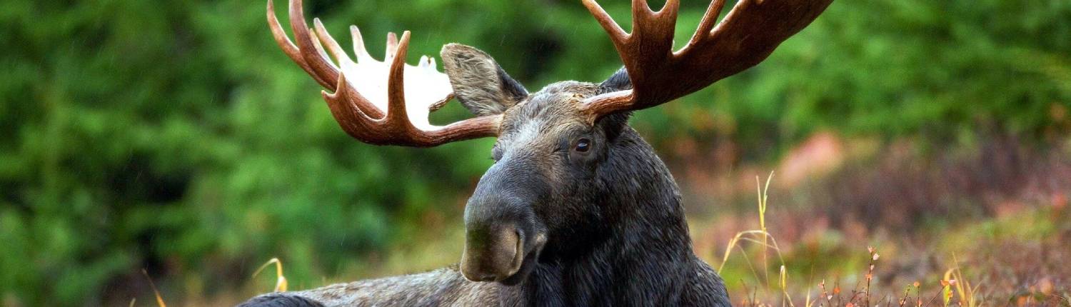 schweden-elch-pixabay-70254-David Mark (1)