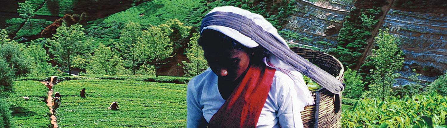 sri-lanka-hochland-teepflückerin-fremdenverkehrsamt-sri-lanka-lang