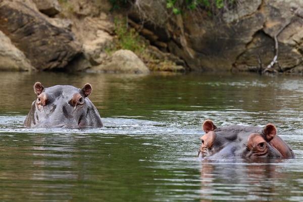 suedafrika-kariega-private-game-reserve-settlers-drift-hippo
