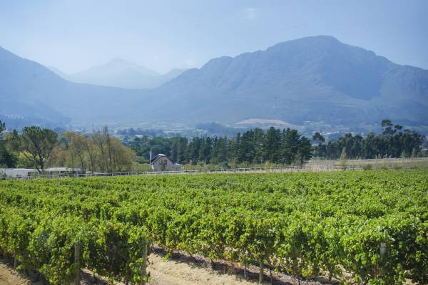 südafrika-cape-winelands-mont-rochelle-weinberge