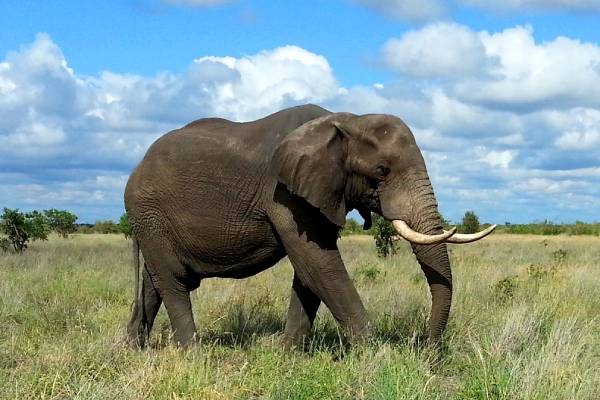 südafrika-krüger-nationalpark-elefant-pixabay-1240715-T. H. Jensen (1)