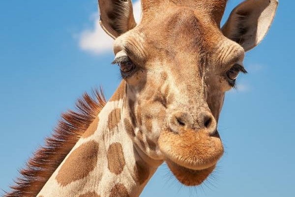 südafrika-safari-giraffe-pixabay-661648-Raw2Jpeg