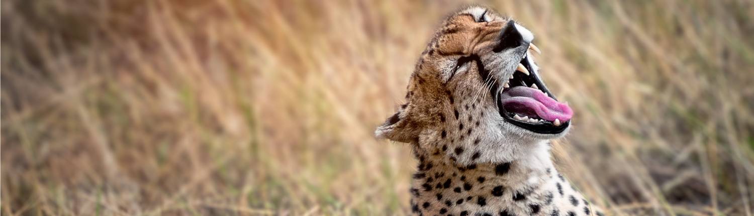 tansania-safari-gepard-hu-chen-BRXn1JtdXtc-unsplash (1)