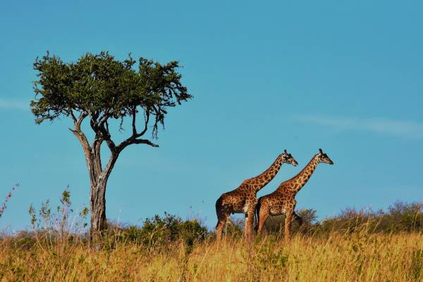 tansania-safari-giraffen-wildlife-1536582-VASUKI BELAVADI