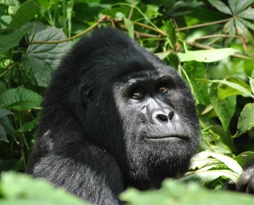 eine Höhepunkte jeder Uganda Privatreise ist ein Gorilla Tracking